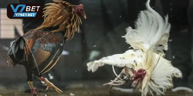 Kinh nghiệm cao thủ chinh chiến tại sảnh đá gà Ws168 V7bet