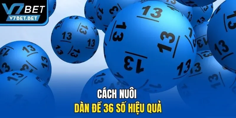Cách nuôi dàn đề 36 số hiệu quả 
